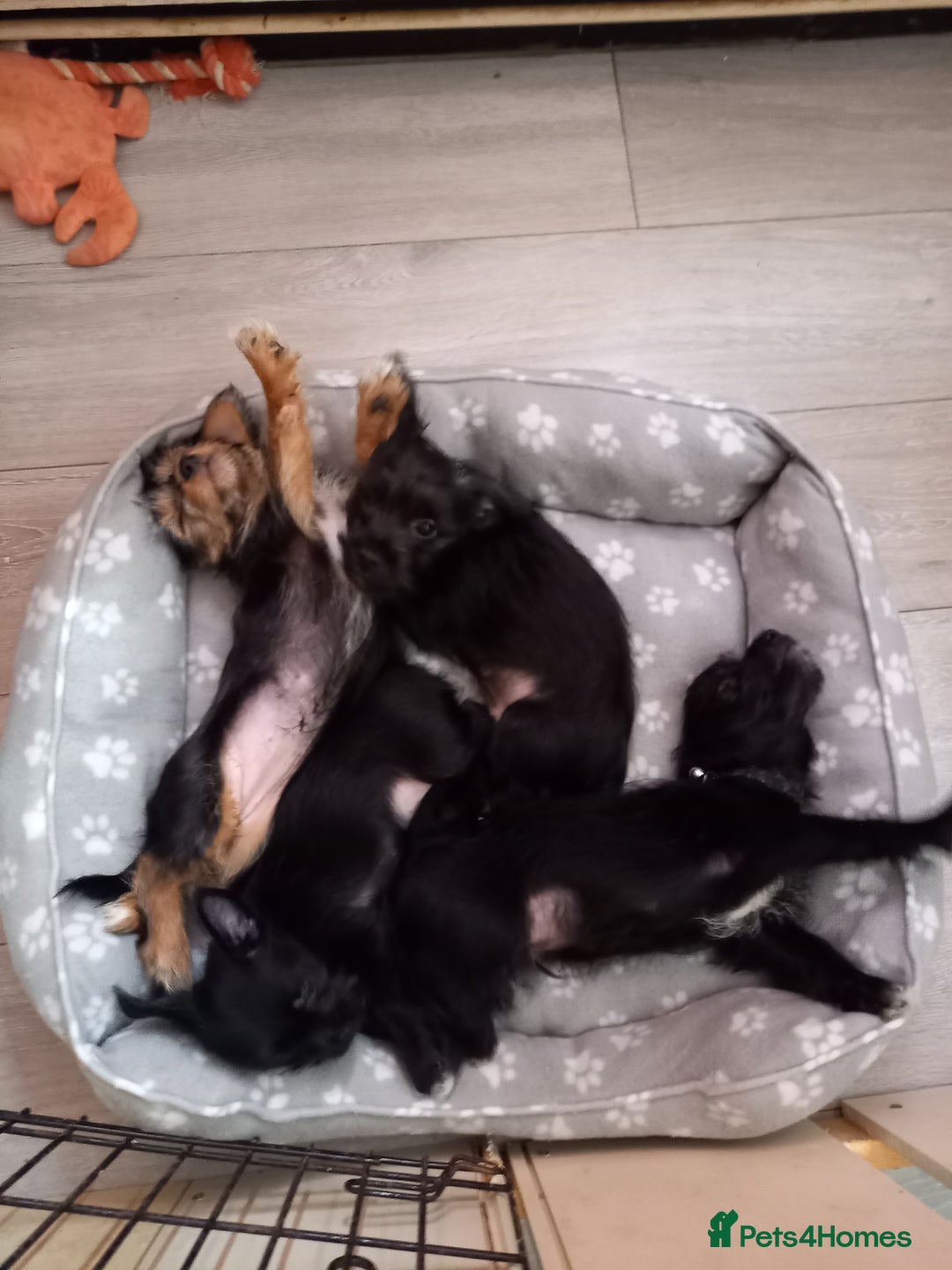 Mixed Breed dogs for sale: 💞ONLY 4 Beautiful Yorkie Russel Puppies Left 💞 - Image 35