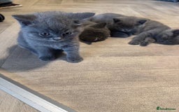 British Shorthair cats for sale: X-4 Gorgeous British-Shorthair Kittens  - Image 10