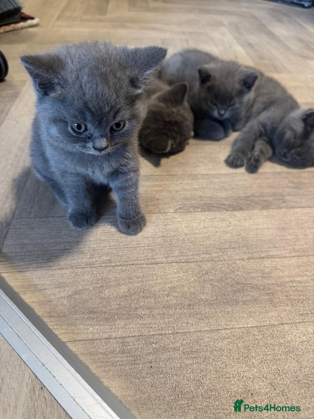 British Shorthair cats for sale: X-4 Gorgeous British-Shorthair Kittens  - Image 10