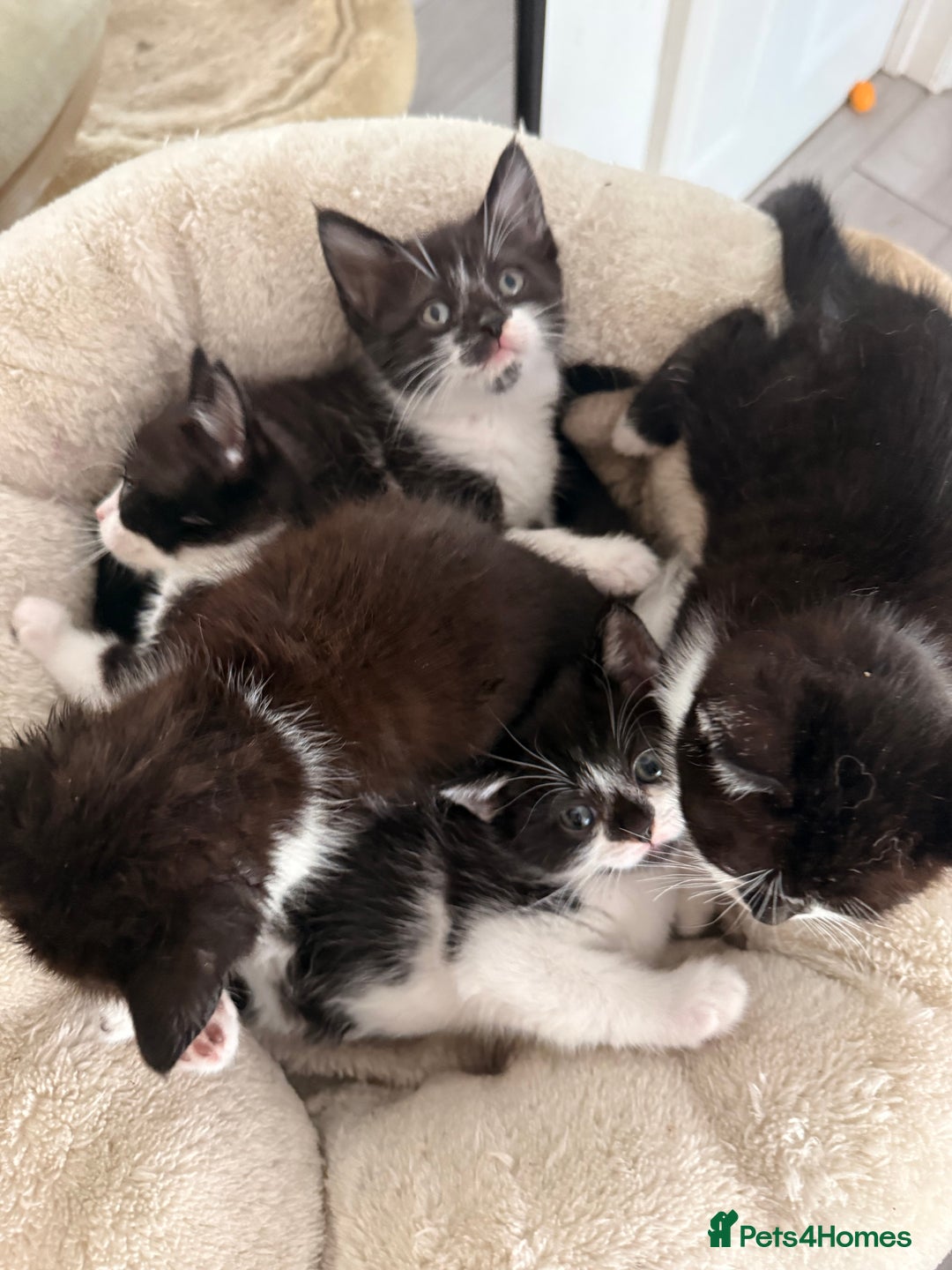 Mixed Breed cats for sale: Half British shorthair kittens  - Image 4