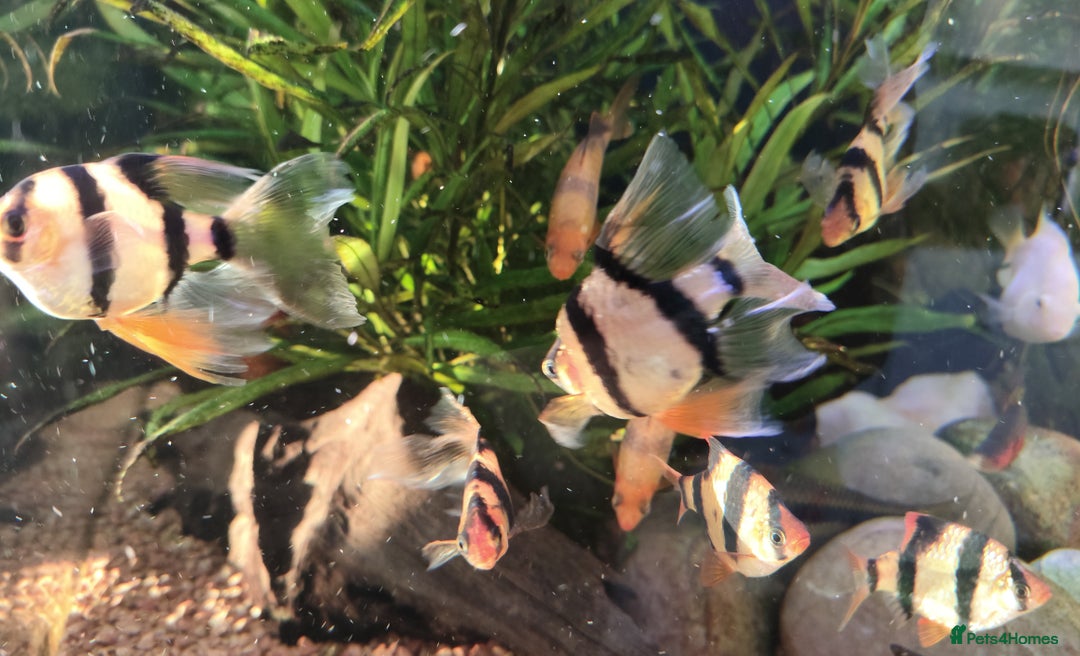 Other/Mixed Breed fish for sale: Mixed Tropical fish Molly/Blue Texas/Tiger barbs - Advert 18