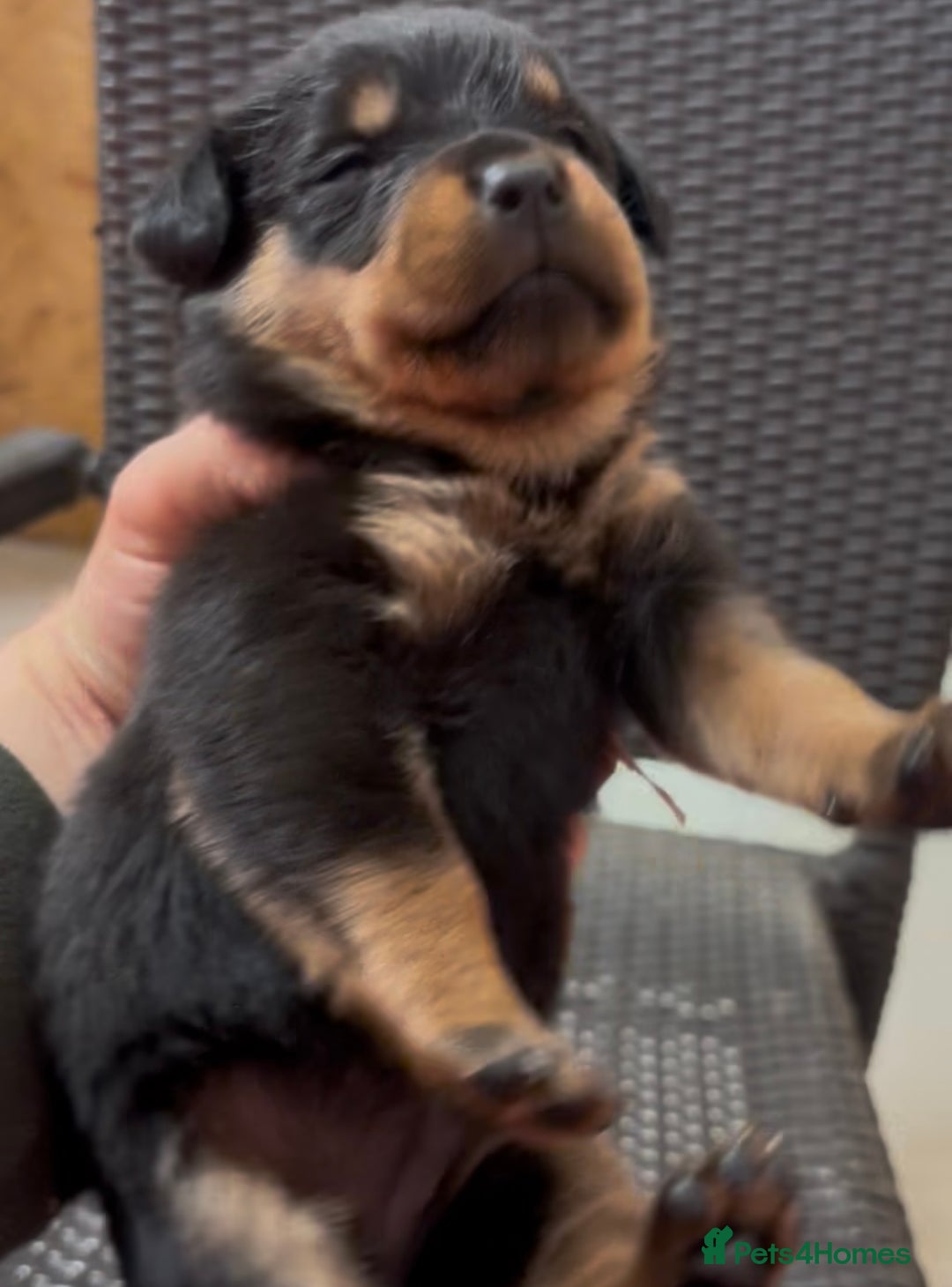 Rottweiler dogs for stud: Serbian Import - OTTO for stud  in Doncaster - Advert 18