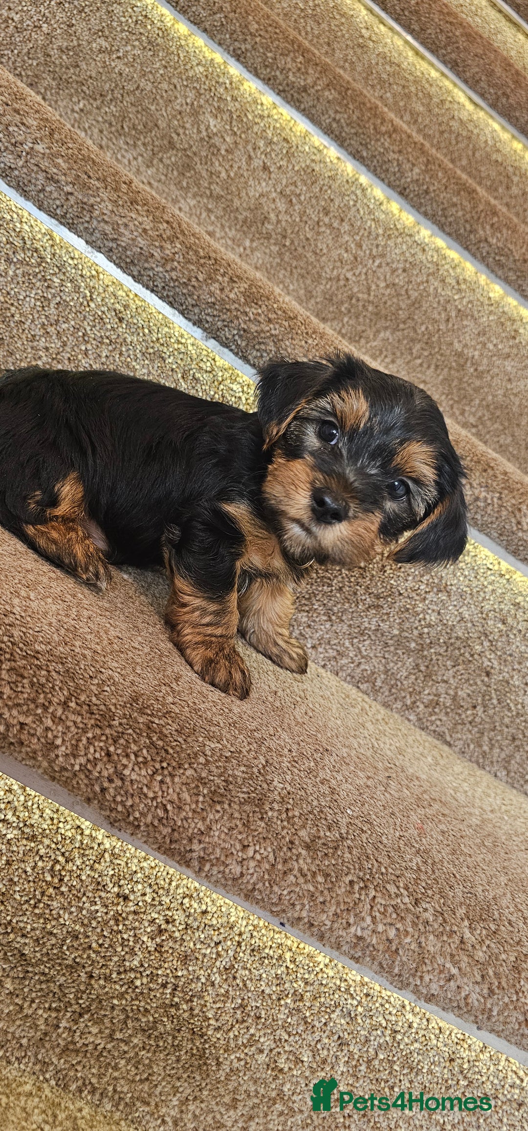 Yorkshire Terrier dogs for sale: Yorkshire Terrier puppies - Advert 36