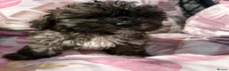 Shihpoo dogs for sale: 3 ShihPoo Boys  - Advert 5