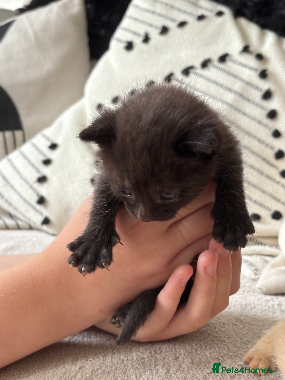 Mixed Breed cats for sale: Kittens  - Image 5