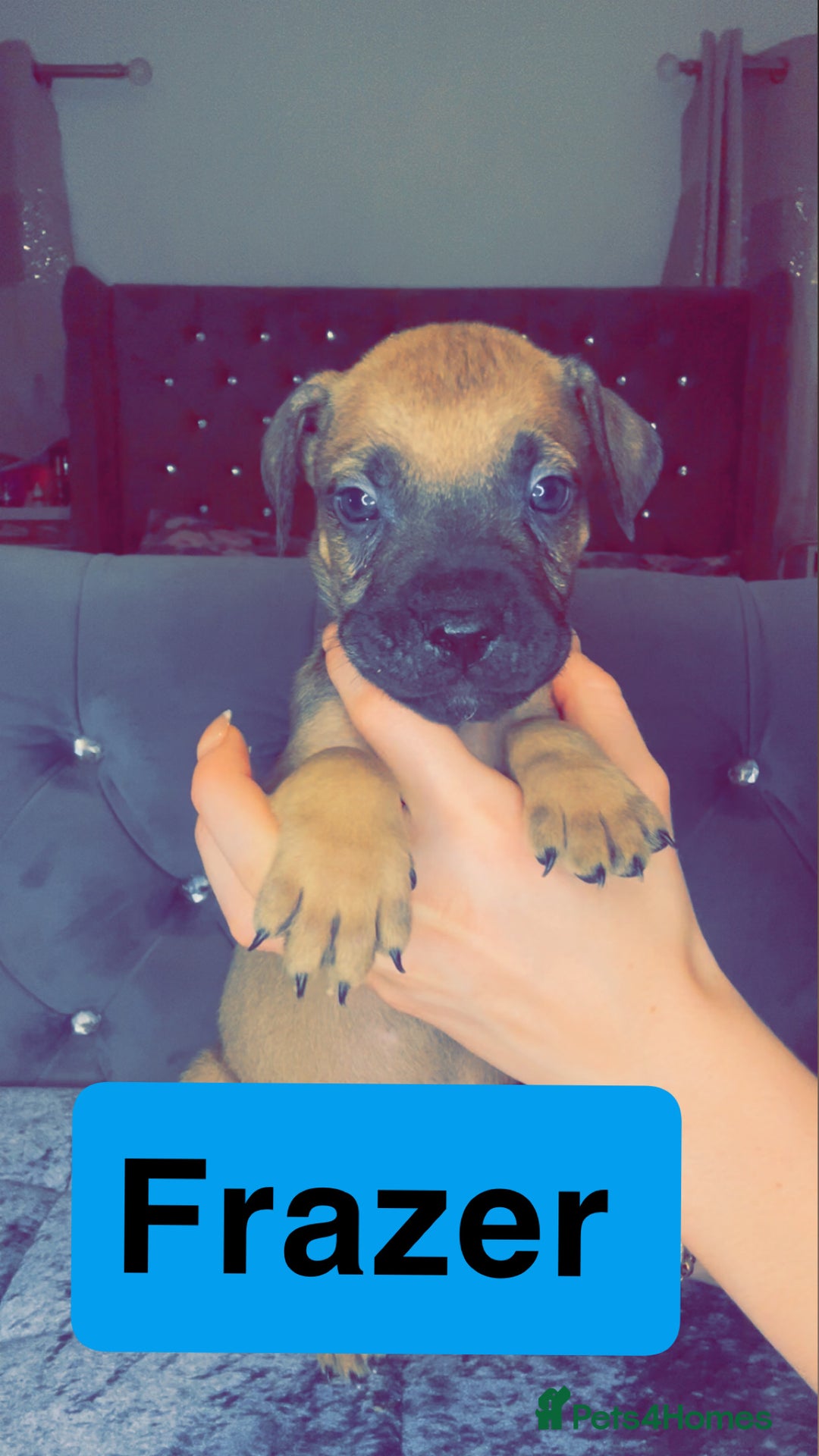 Mixed Breed dogs for sale: Mastiff puppies - Advert 35