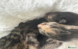 Domestic Shorthair cats for sale: Kitten for sale  - Image 6