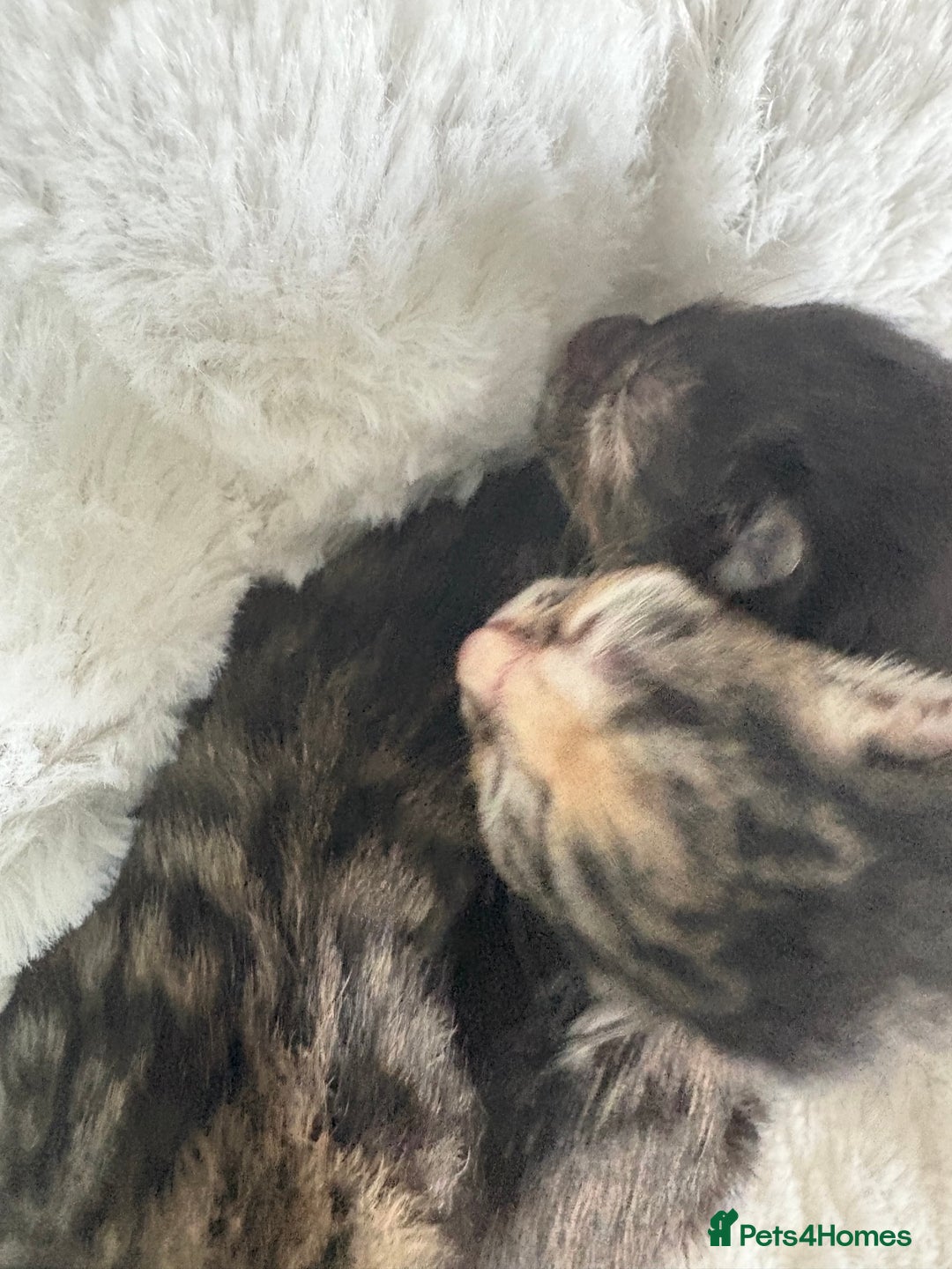 Domestic Shorthair cats for sale: Kitten for sale  - Image 6