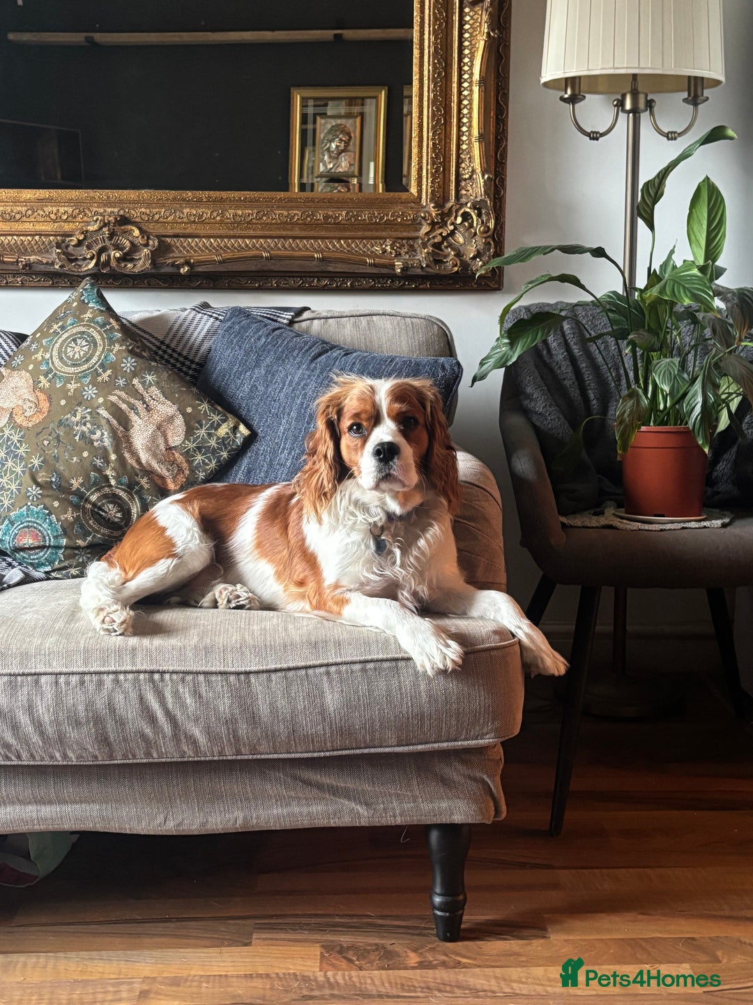 Cavapoo dogs for sale: King Charles Cavalier x Cavapoo - Image 21