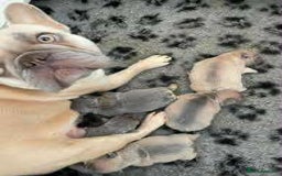 French Bulldog dogs for sale: Beautiful non kc female  - Image 34