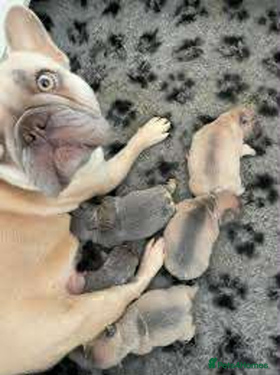 French Bulldog dogs for sale: Beautiful non kc female  - Image 34