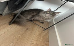 Maine Coon cats for sale: Maine coon  - Image 9