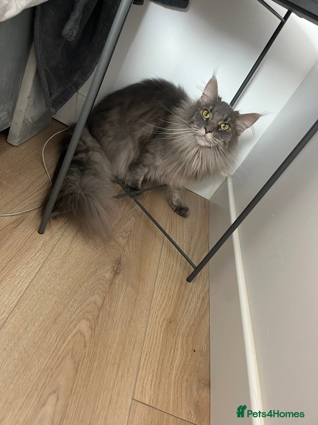 Maine Coon cats for sale: Maine coon  - Image 9