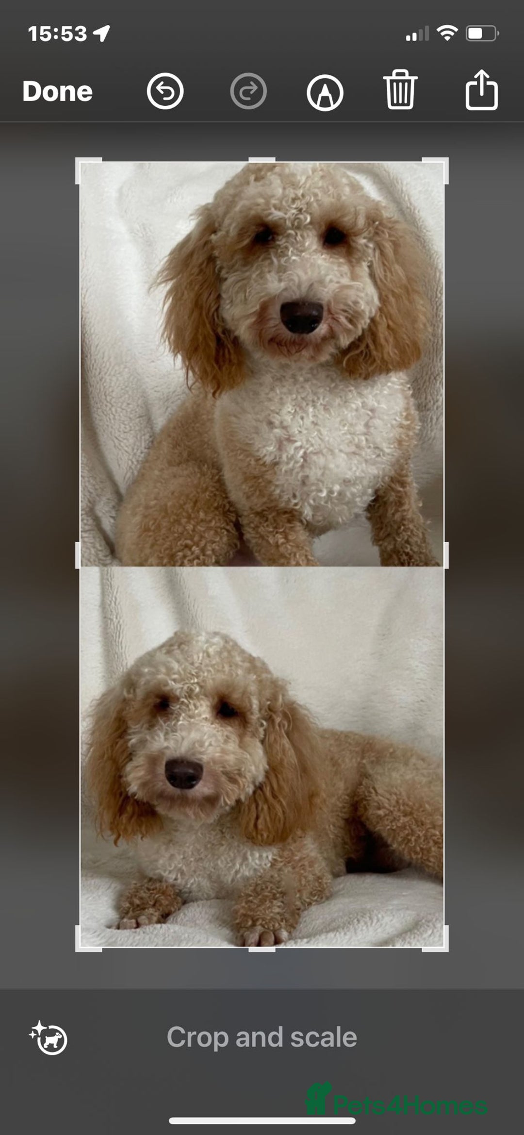 Cockapoo dogs for sale: Cockapoo - Image 19