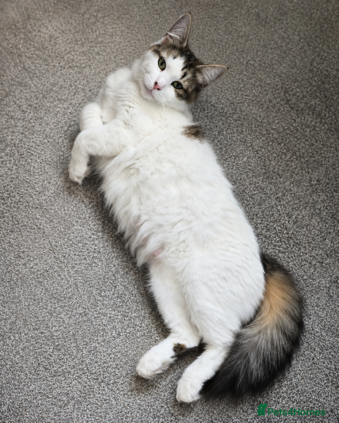 Mixed Breed cats Two Sweet Kittens Looking for a Loving Home - Advert 1