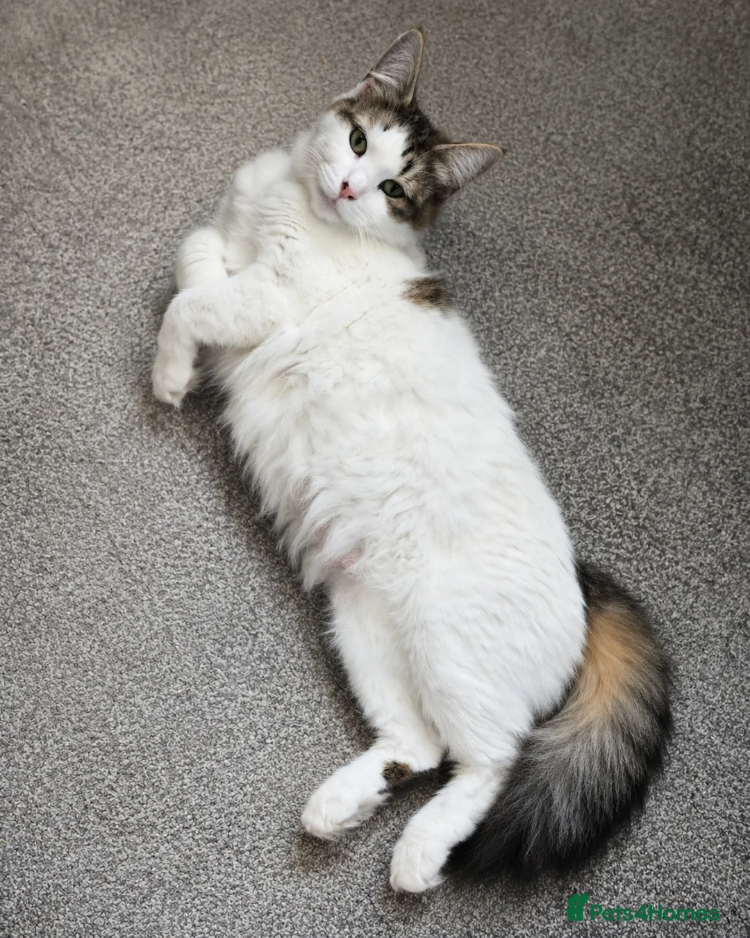 Mixed Breed cats for sale: Two Sweet Kittens Looking for a Loving Home - Advert 1