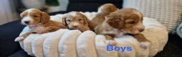 Mixed Breed dogs for sale: Stunning Australian Labradoodle Puppies  - Advert 4