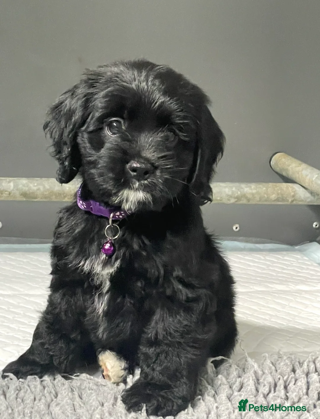 Cockapoo dogs for sale: Beautiful American cockapoo baby girl  - Advert 1
