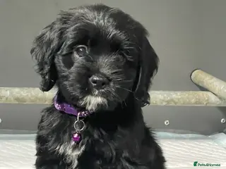 Cockapoo dogs Beautiful American cockapoo baby girl - Advert 1