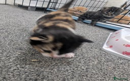 Mixed Breed cats for sale: Beautiful kittens - Image 13