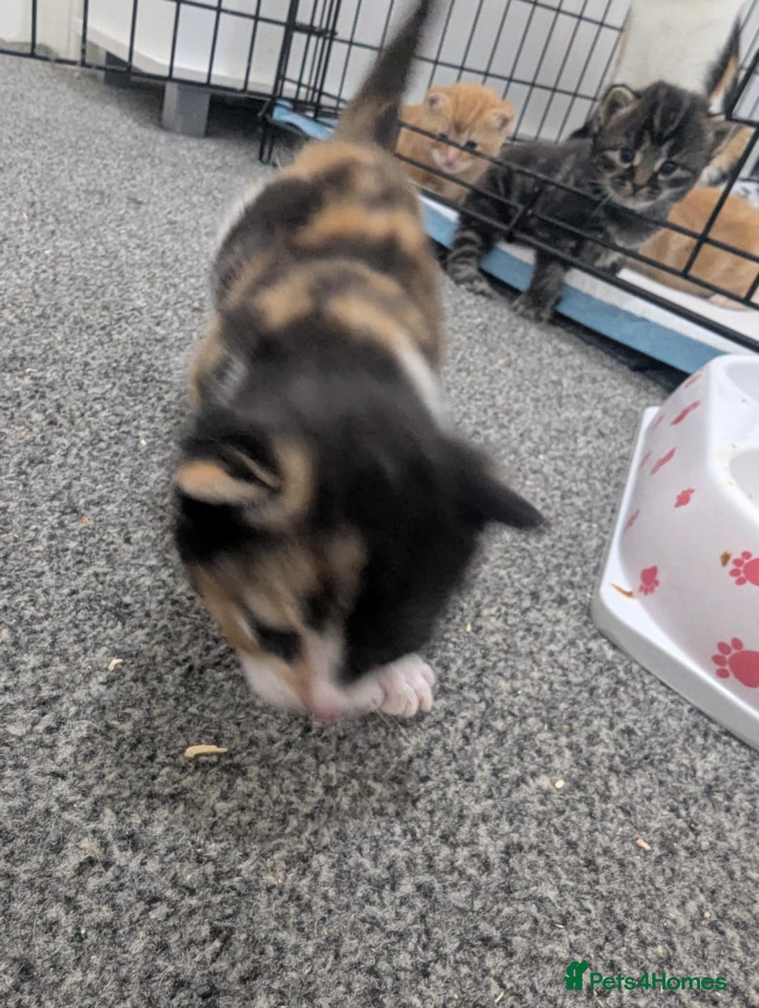 Mixed Breed cats for sale: Beautiful kittens - Image 13