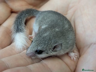 Mouse rodents - Advert 8