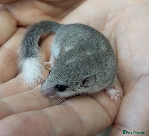 Mouse rodents - Advert 1