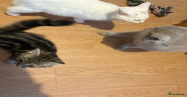 Mixed Breed cats Kittens 4 sale - Advert 2