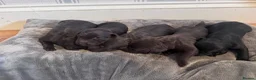 Labradoodle dogs for sale: Labradoodle Litter from Health Tested Parents - Advert 3