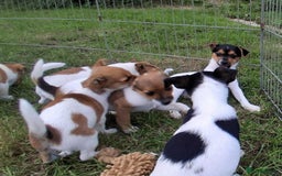 Jack Russell dogs for sale: Pure Jack Russell puppies - Image 22