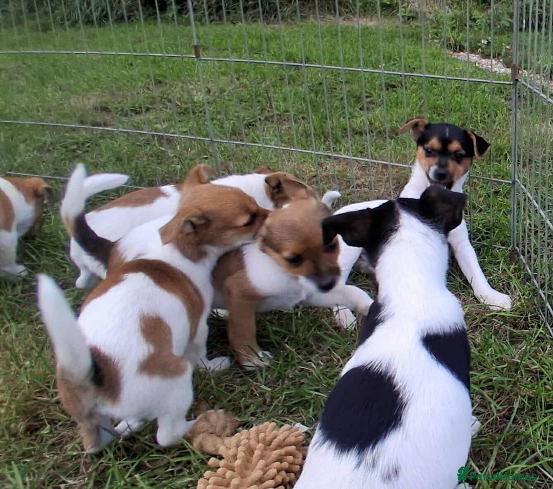 Jack Russell dogs for sale: Pure Jack Russell puppies - Image 22