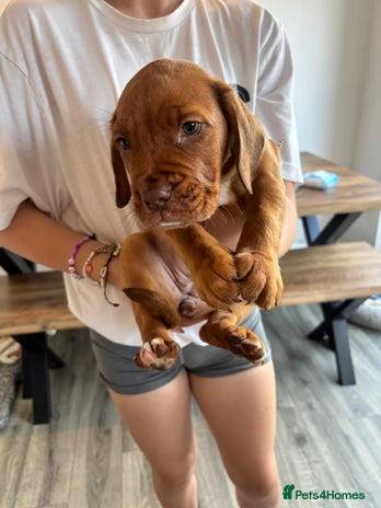 Mixed Breed dogs - Advert 3