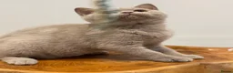 Brazilian Shorthair cats for sale: GCCF BRITISH SHORTHAIR KITTENS READY TO LEAVE NOW  - Advert 10