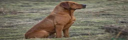 Labrador Retriever dogs for sale: KC Labrador Puppies 🧬 Sire Clear all 7 DNA Tests - Advert 16