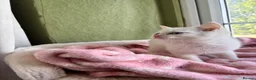 Ragdoll cats for sale: Sweet Ragdoll x angora - Advert 25
