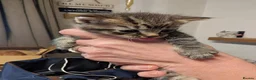 Mixed Breed cats for sale: Kittens of all colours  - Advert 8