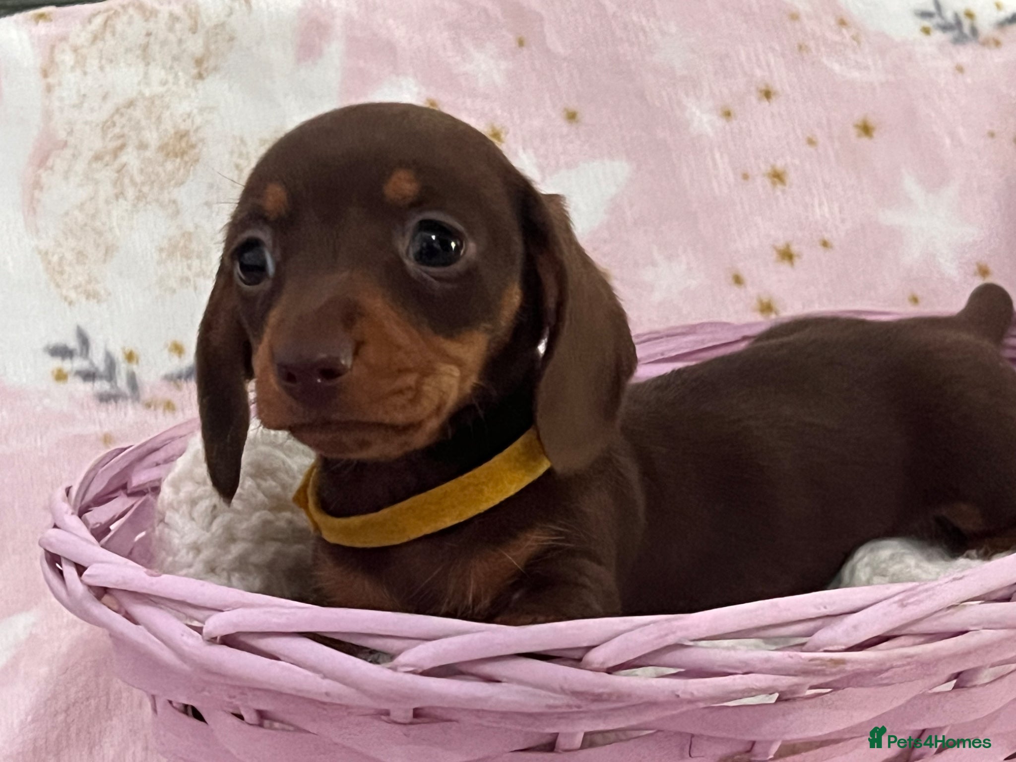 Miniature Dachshund dogs KC Reg Miniature Dachshund Puppies - PRA Clear  - Advert 15