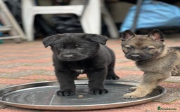 German Shepherd dogs for sale: READY NOW CZECH LINE GERMAN SHEPHERD PUPPIES!! - Image 7
