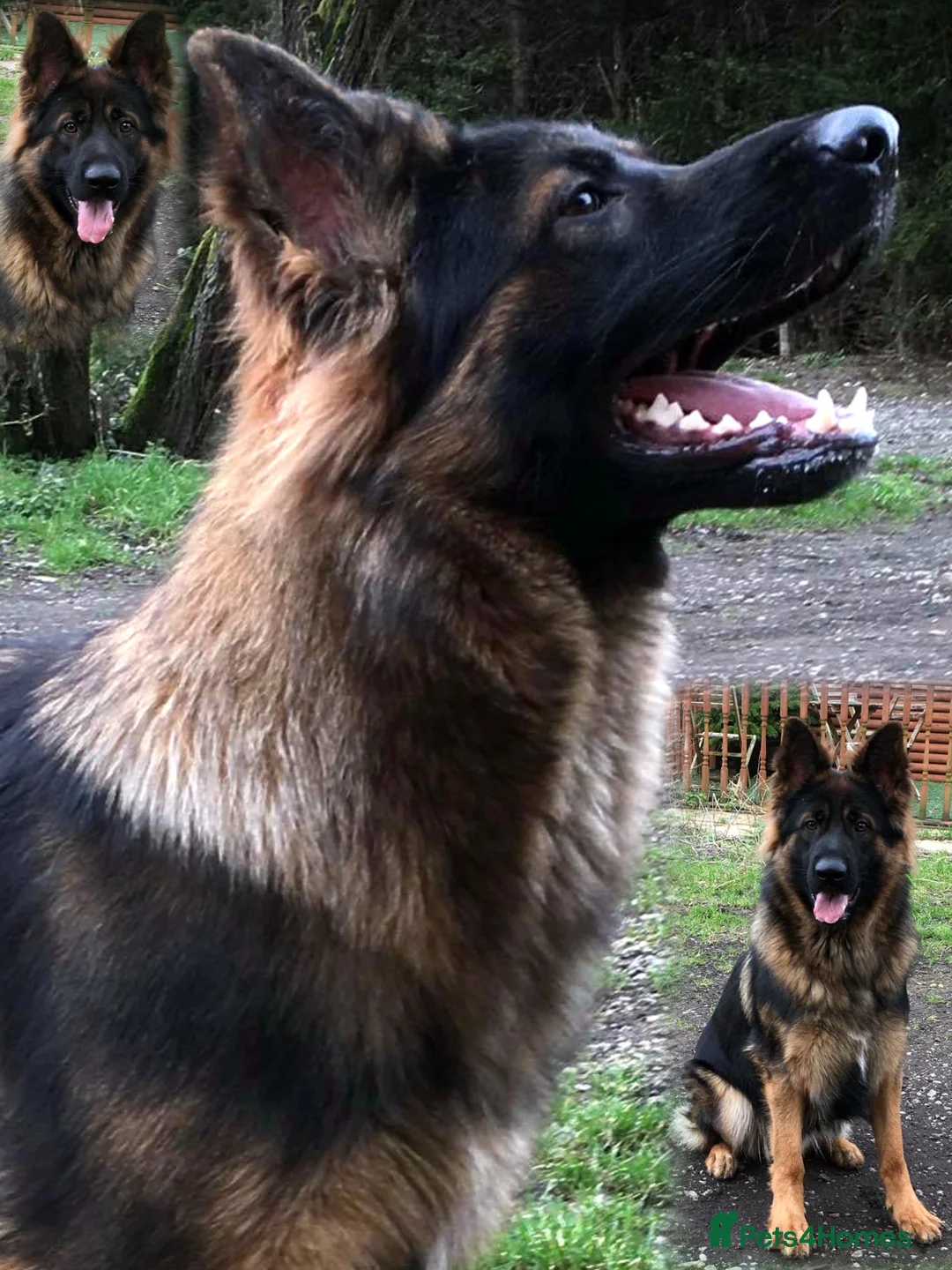 German Shepherd dogs for stud: Jerry Available At Stud Fully Health Tested Clear in Wisbech - Advert 14