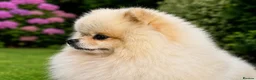 Pomeranian dogs for stud: Cream Sable Pomeranian Proven Stud - Mr Savile in Chesterfield - Advert 4