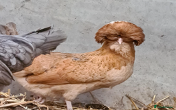 Chickens poultry for sale: Pure Polish / Poland chicken hatching eggs - Image 4
