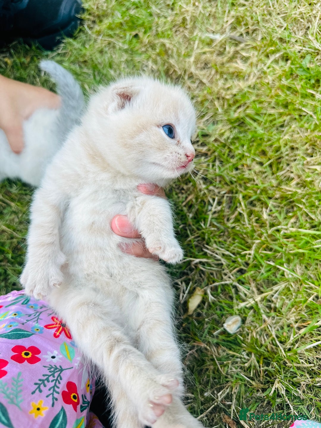 Scottish Fold cats for sale: Adorable Kittens Looking for Their Forever Homes🐾 - Image 16