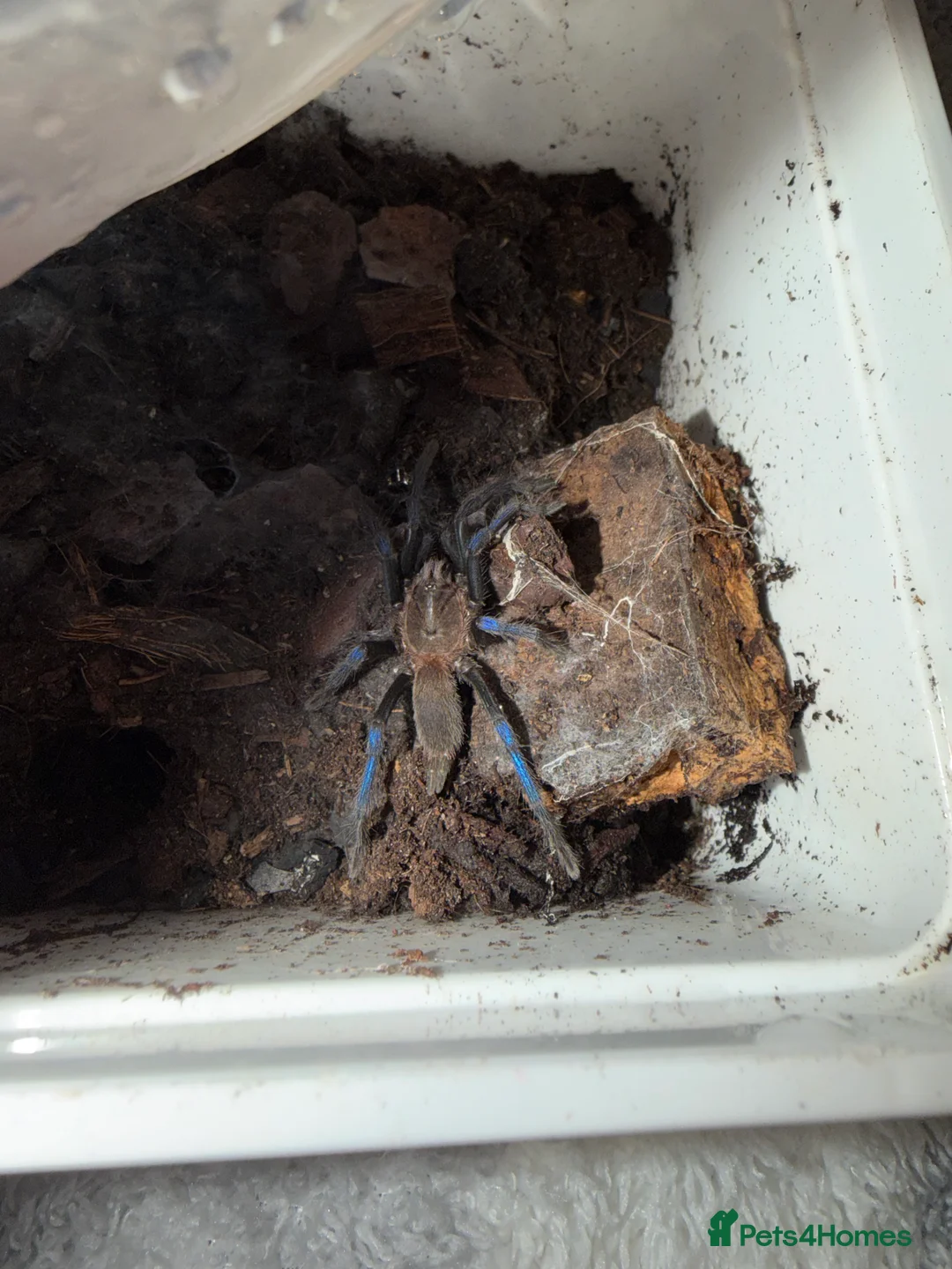 Tarantulas invertebrates for sale: Tarantula’s + scorpion for sale  - Advert 7