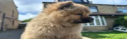 Chow Chow dogs for sale: Chow chow  - Advert 9