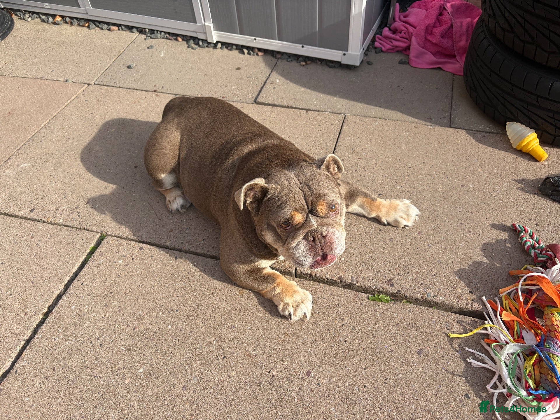 English Bulldog dogs Beautiful British bulldog 5 years old  - Advert 3