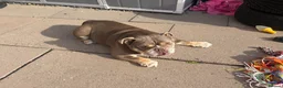 English Bulldog dogs for sale: Beautiful British bulldog 5 years old  in Birmingham - Advert 1