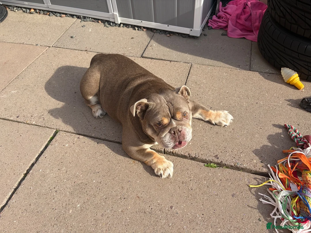 English Bulldog dogs for sale: Beautiful British bulldog 5 years old  in Birmingham - Advert 1