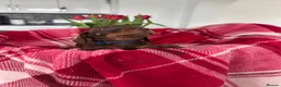 Miniature Dachshund dogs for sale: Miniature dachshunds  - Advert 15