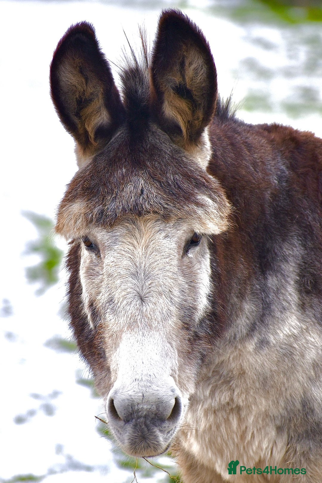 Donkey livestock for sale: Dolly and Moose, lovely Jenny donkeys - Image 8