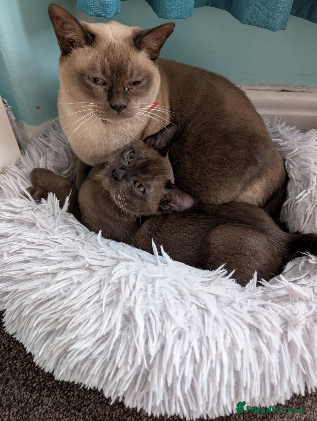 Burmese cats for sale: 1 beautiful brown boy - Image 4